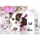 Élővilág - Kis kedvencek - kiskutya poszter