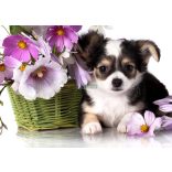 Élővilág - Kis kedvencek - kiskutya poszter