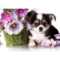 Élővilág - Kis kedvencek - kiskutya poszter