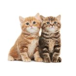 Élővilág - Kis kedvencek - cicák poszter