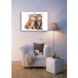 Élővilág - Kis kedvencek - cicák poszter