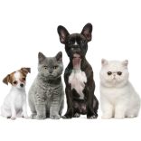 Élővilág - Kis kedvencek - kutyák-cicák poszter