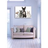 Élővilág - Kis kedvencek - kutyák-cicák poszter