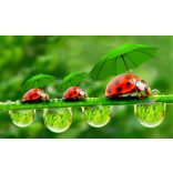 Élővilág - Kis kedvencek - humoros katicák poszter