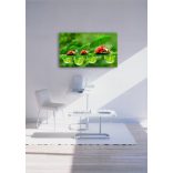 Élővilág - Kis kedvencek - humoros katicák poszter