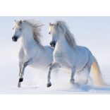 Élővilág - Kis kedvencek - lovak poszter