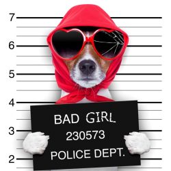 Élővilág - Kis kedvencek - humoros kutya poszter