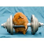 Élővilág - Kis kedvencek - tengerimalac poszter