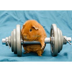 Élővilág - Kis kedvencek - tengerimalac poszter