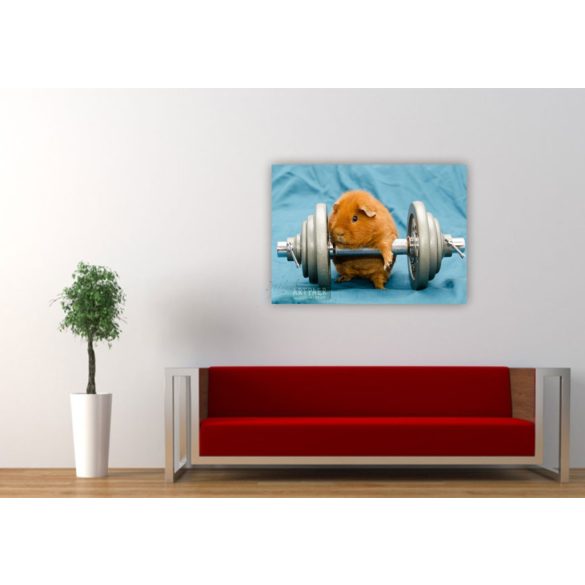 Élővilág - Kis kedvencek - tengerimalac poszter