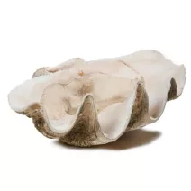 Kagylóhéj (Tridacna)